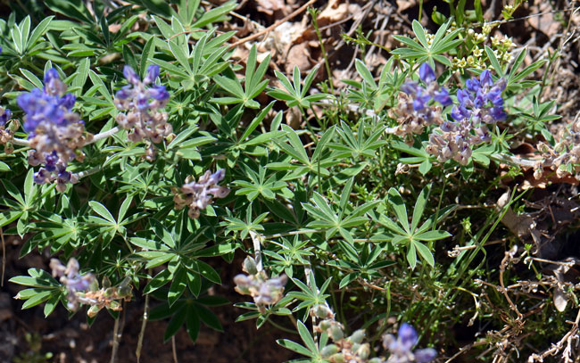 Lupinus hillii, Hill's Lupine, Southwest Desert Flora